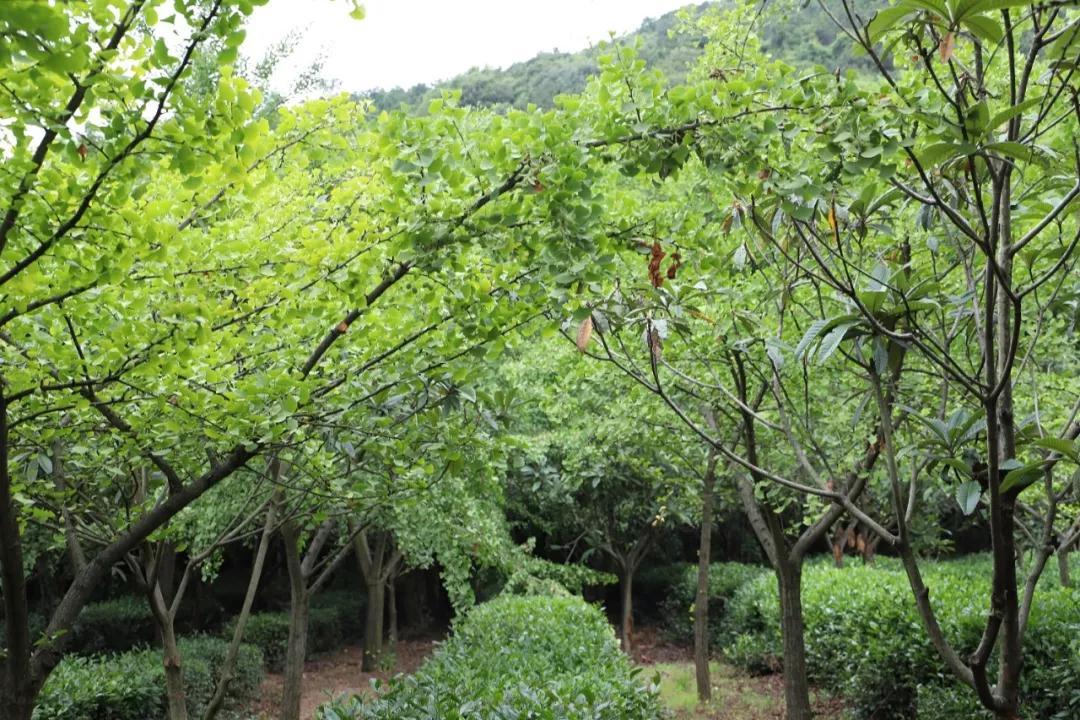这些旺山“网绿”打卡点，才是夏日首选！