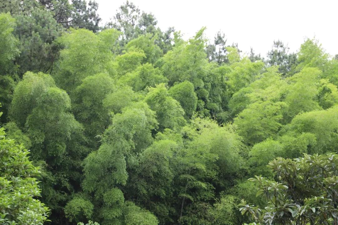 这些旺山“网绿”打卡点，才是夏日首选！
