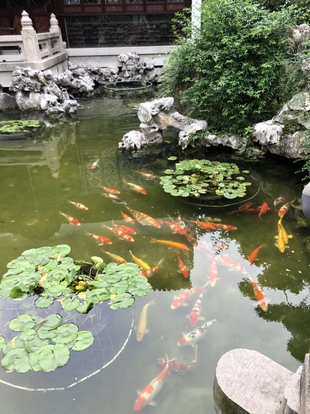 诗意栖居 | 枕太湖，宿在湖光山色里，藏在山水园林画卷中