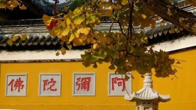 周末有事做 | 浓浓秋意冷，暖暖杏叶黄