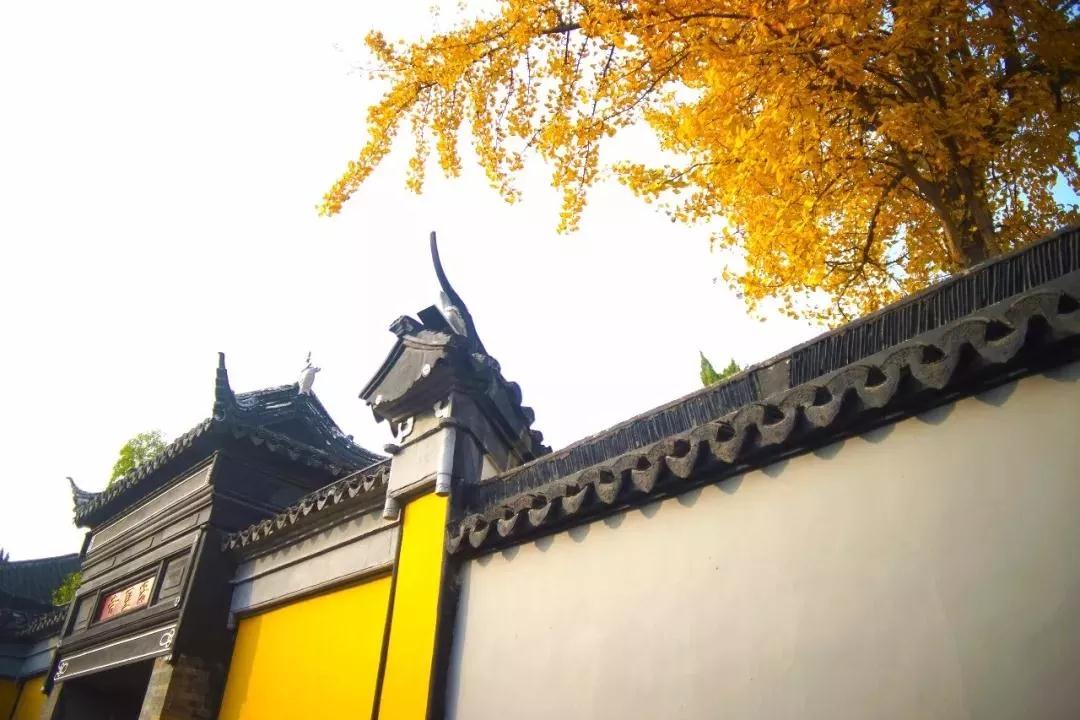 周末有事做 | 浓浓秋意冷，暖暖杏叶黄