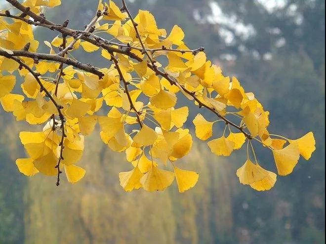 这是吴中的冬天，与萧瑟无关，和色彩作伴