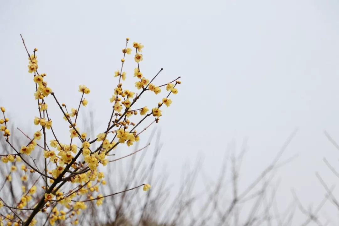 在香雪海，遇见寒冬里的一抹亮色