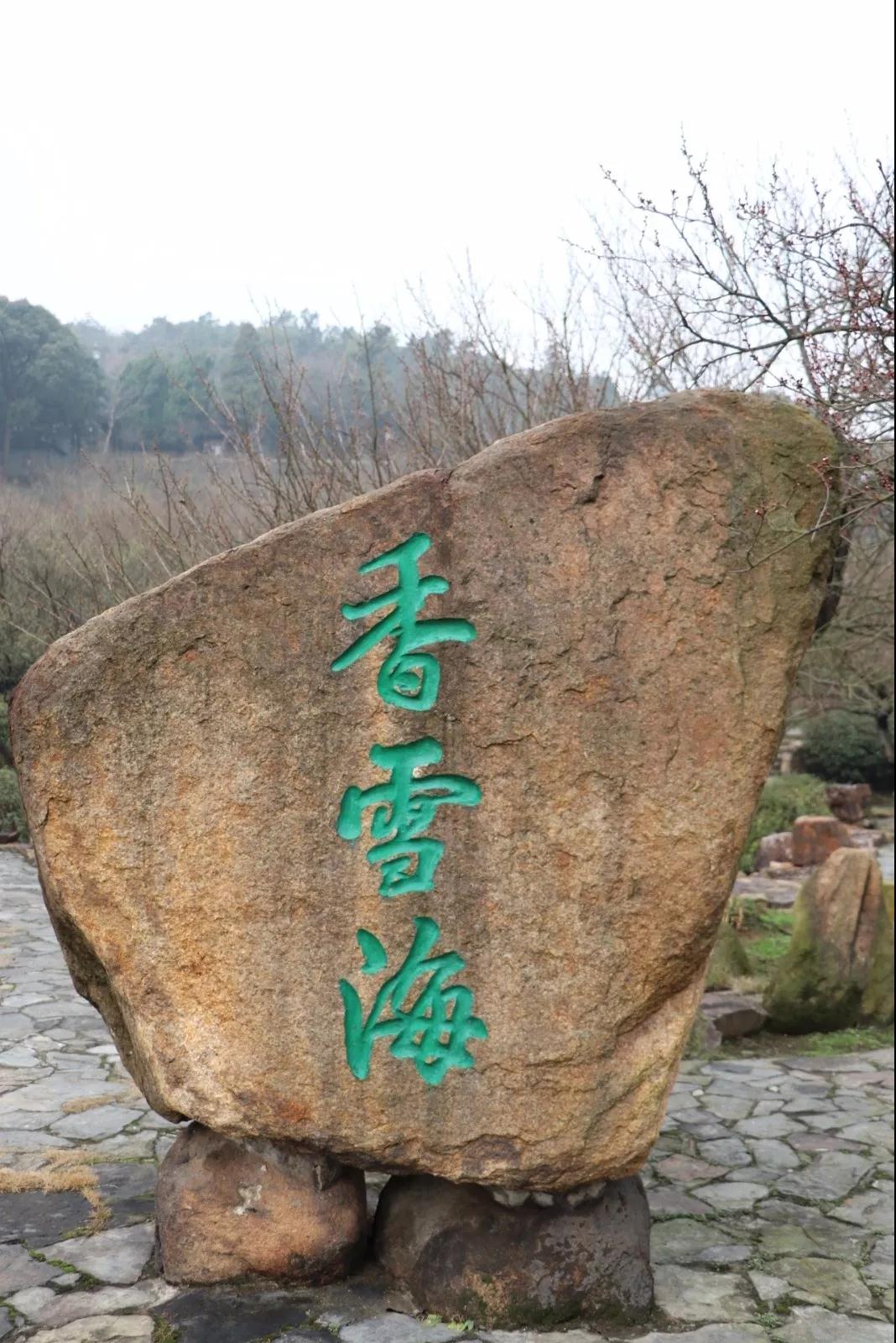 在香雪海，遇见寒冬里的一抹亮色