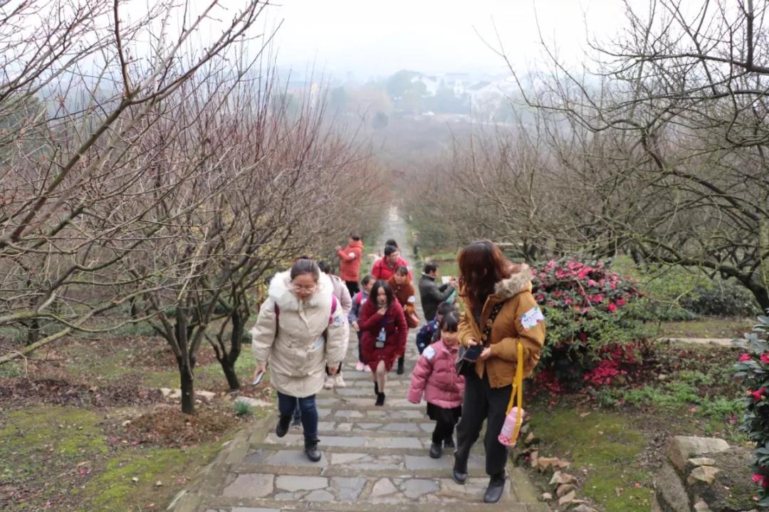 在香雪海，遇见寒冬里的一抹亮色