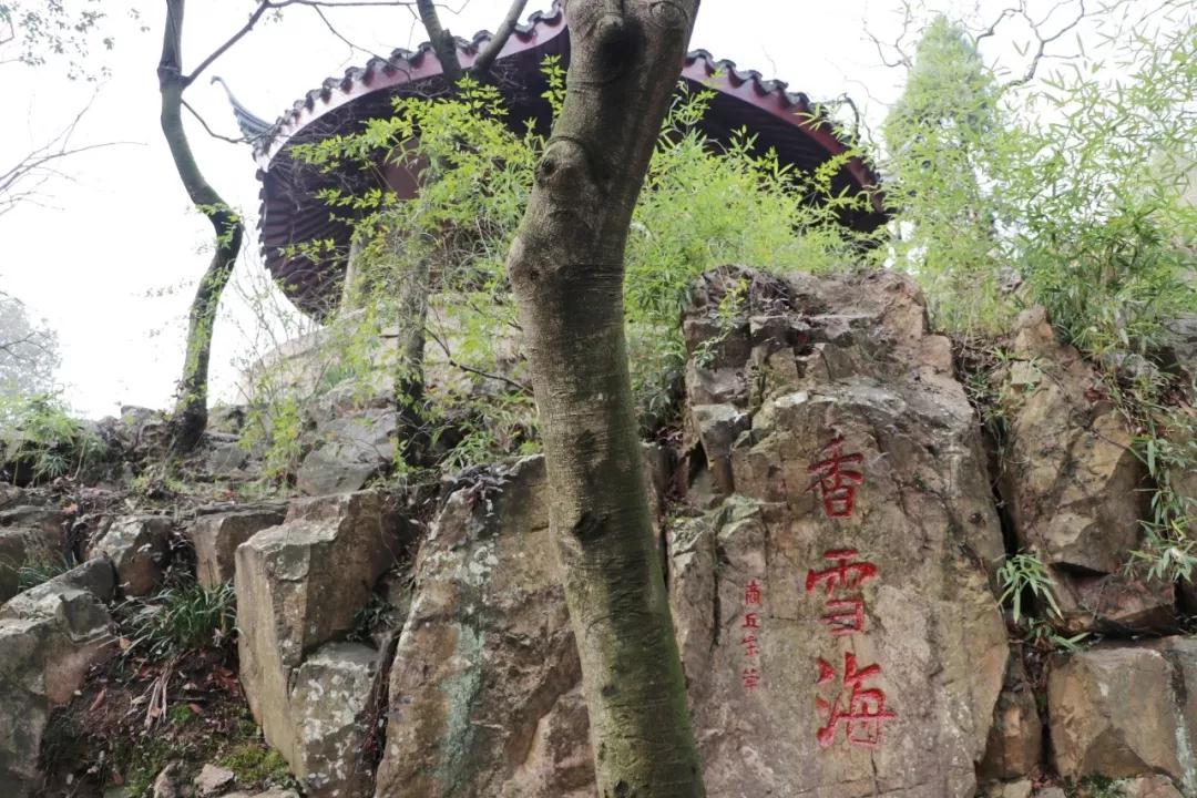 在香雪海，遇见寒冬里的一抹亮色
