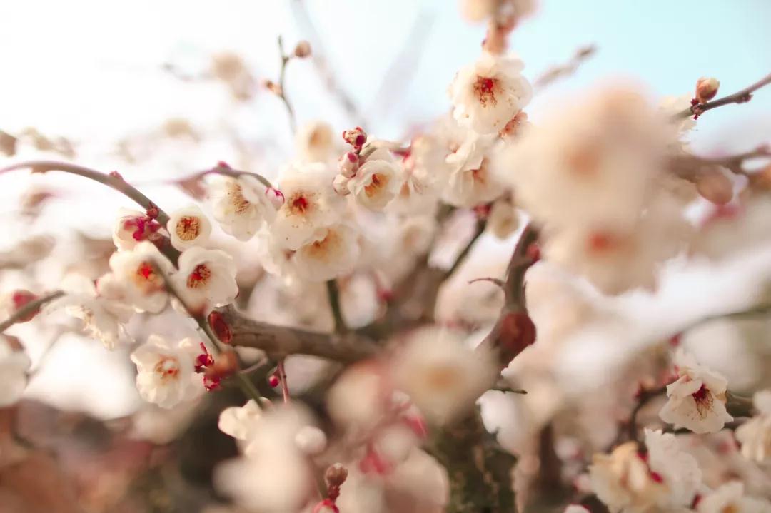出不了门没关系！多图预警，邀您“云”游花海，盼春归