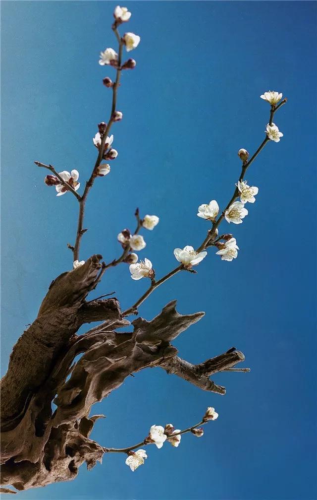 出不了门没关系！多图预警，邀您“云”游花海，盼春归