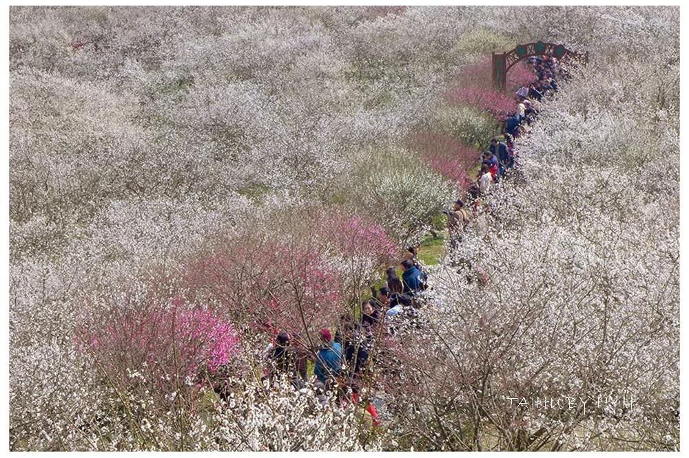 出不了门没关系！多图预警，邀您“云”游花海，盼春归