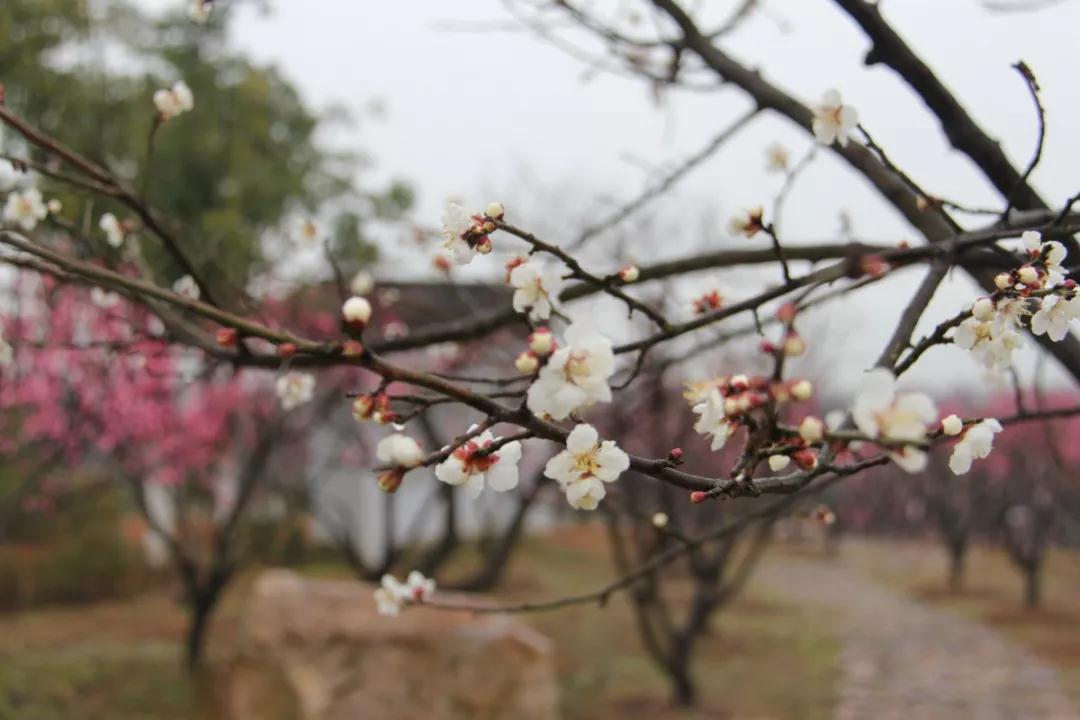 出不了门没关系！多图预警，邀您“云”游花海，盼春归