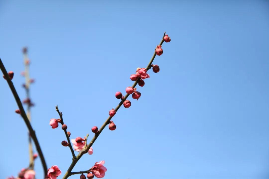 出不了门没关系！多图预警，邀您“云”游花海，盼春归