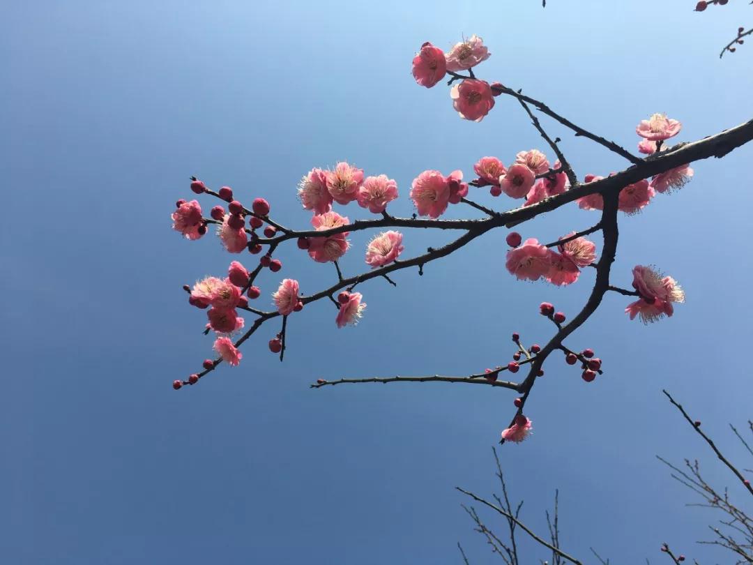 出不了门没关系！多图预警，邀您“云”游花海，盼春归