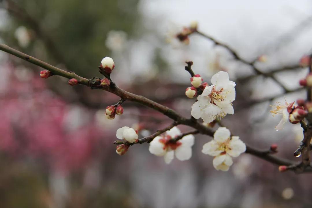 出不了门没关系！多图预警，邀您“云”游花海，盼春归