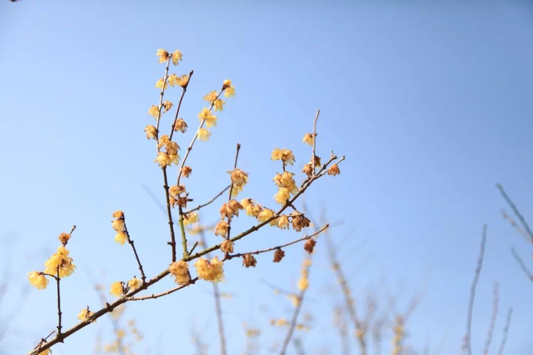 出不了门没关系！多图预警，邀您“云”游花海，盼春归