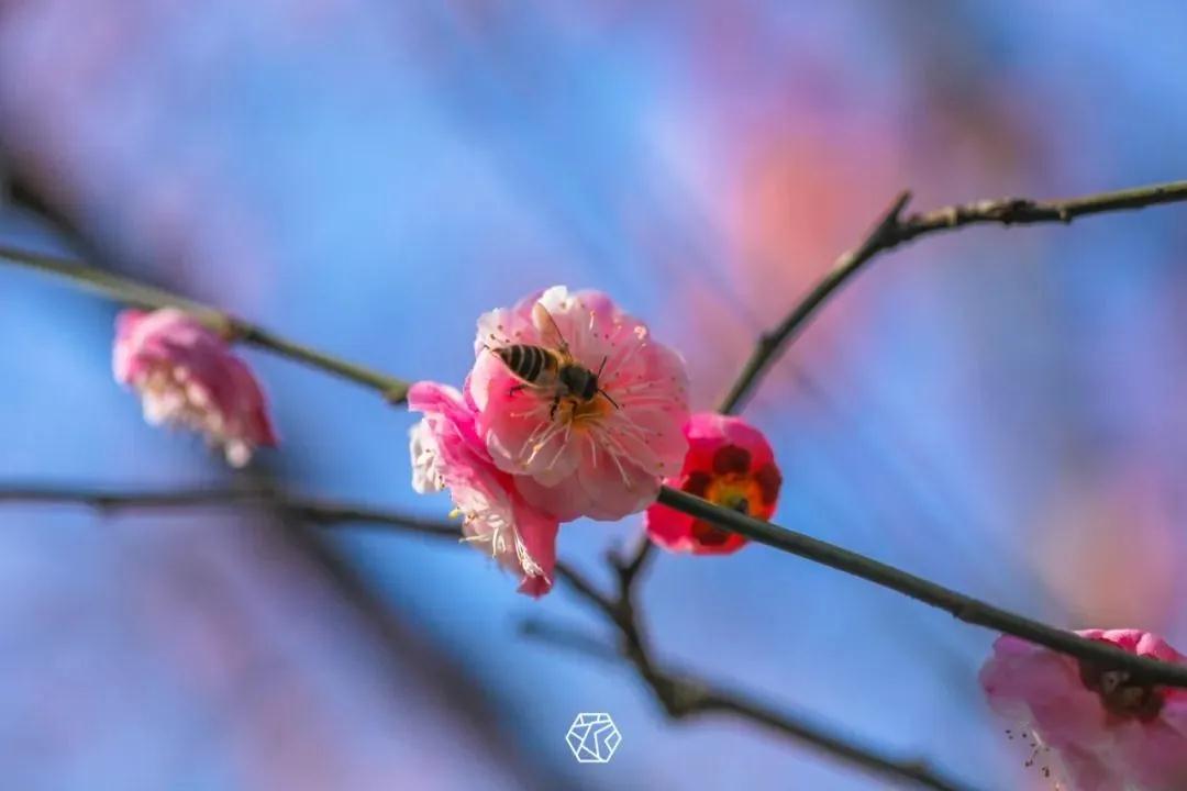 云赏梅 | 请收下这份“梅”好