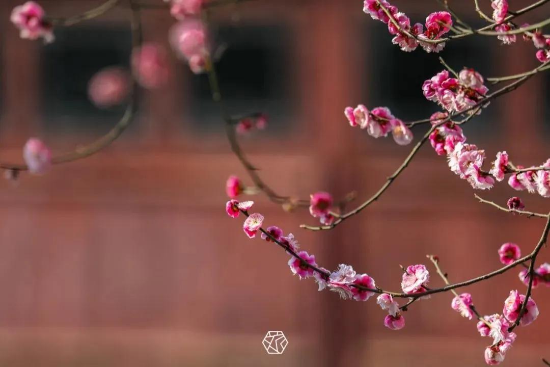云赏梅 | 请收下这份“梅”好