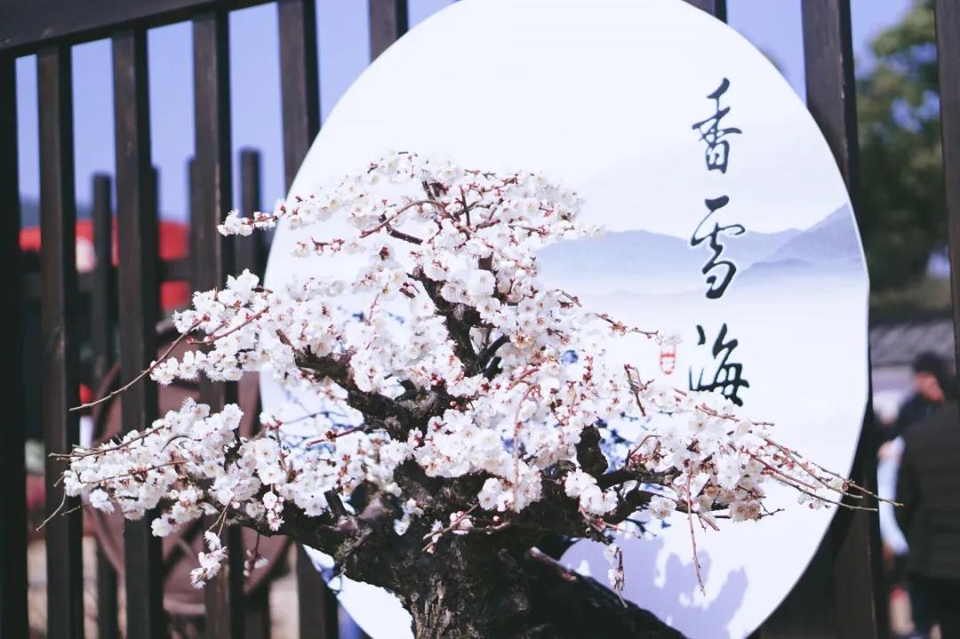 云赏梅 | 请收下这份“梅”好