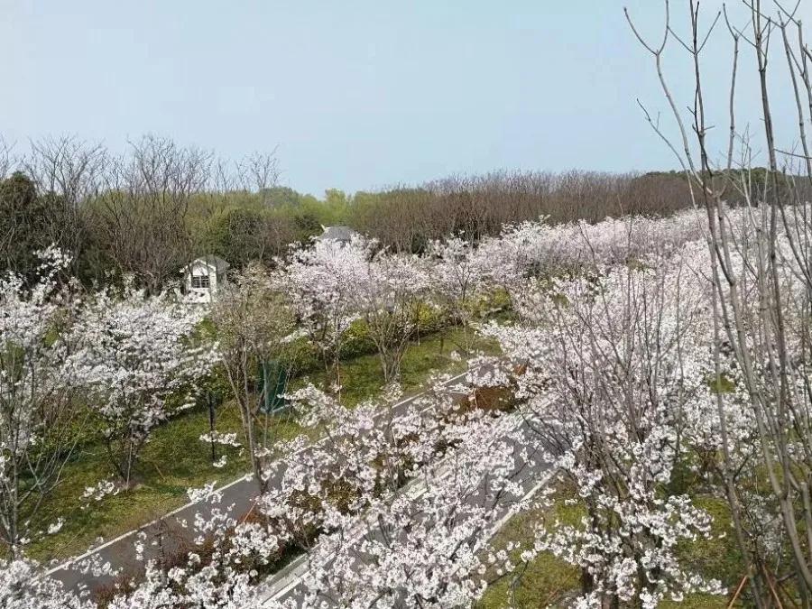 旺山景区、太湖园博园有序恢复开放！