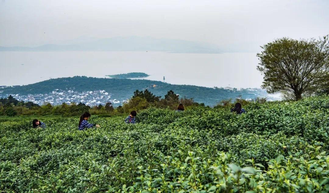 寻味碧螺 | 文之味，弥久留香