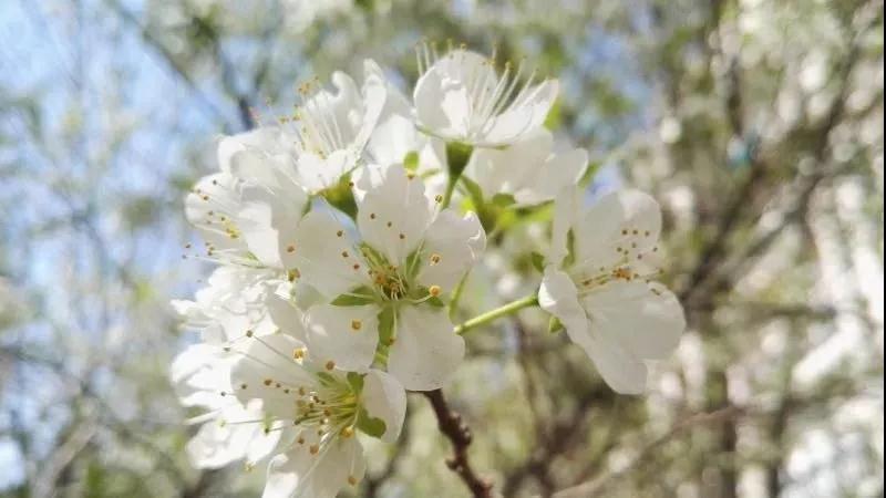 愿春来疫去，再踏吴中山水碧庭