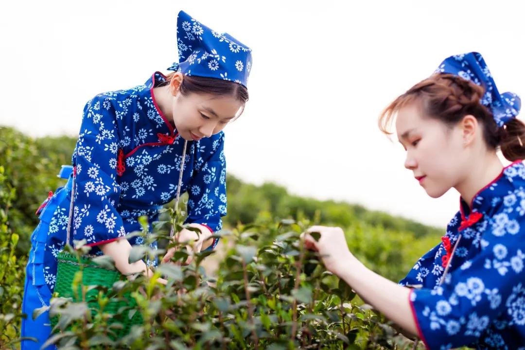 省内唯一！碧螺春荣升“国家级双遗”，古法制茶薪火相传