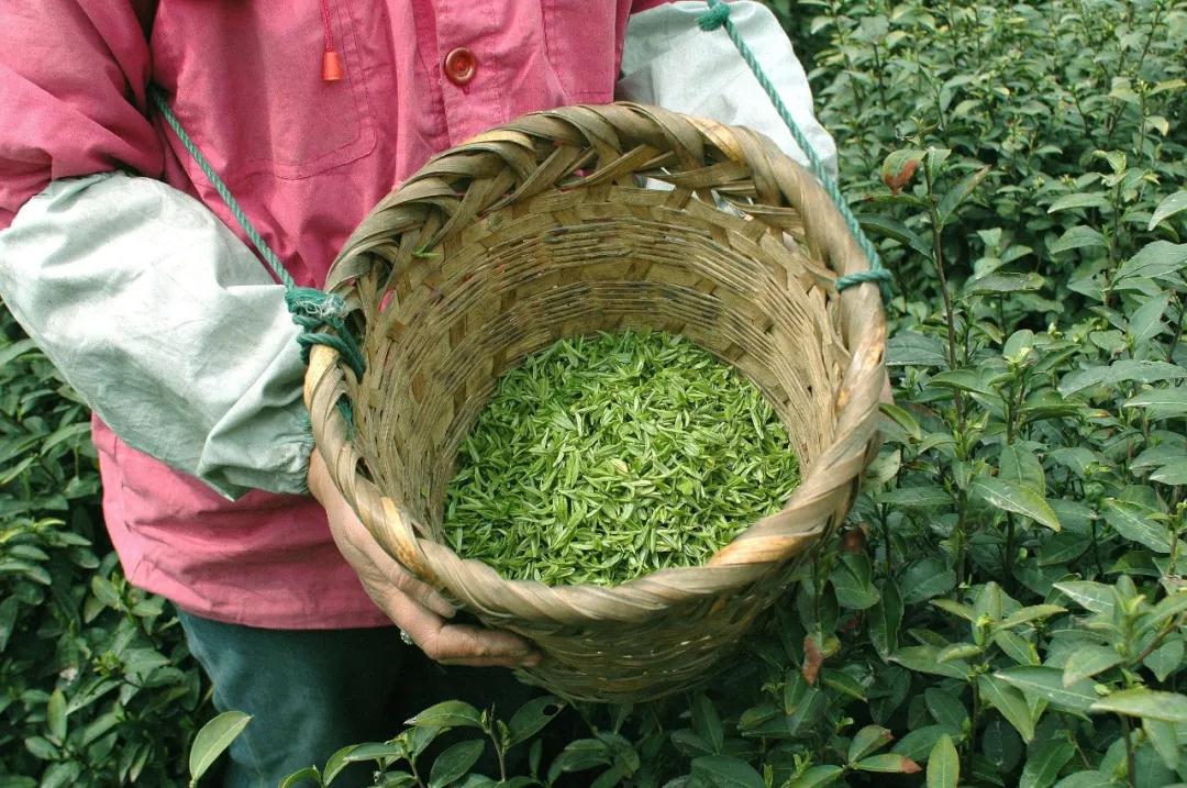 权威发布！碧螺春价格、上市时间正式公布