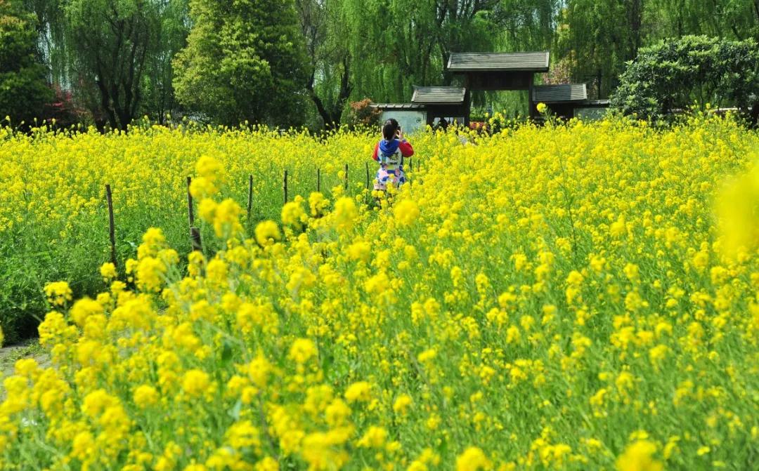 陌上花开，满枝馥郁，愿与你共赴春风之约