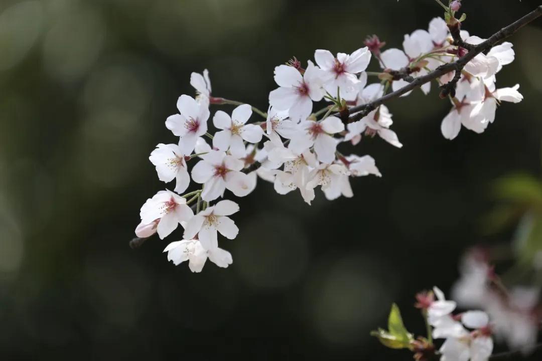 陌上花开，满枝馥郁，愿与你共赴春风之约