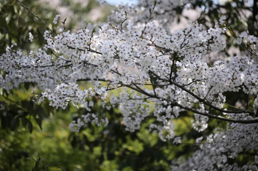 陌上花开，满枝馥郁，愿与你共赴春风之约