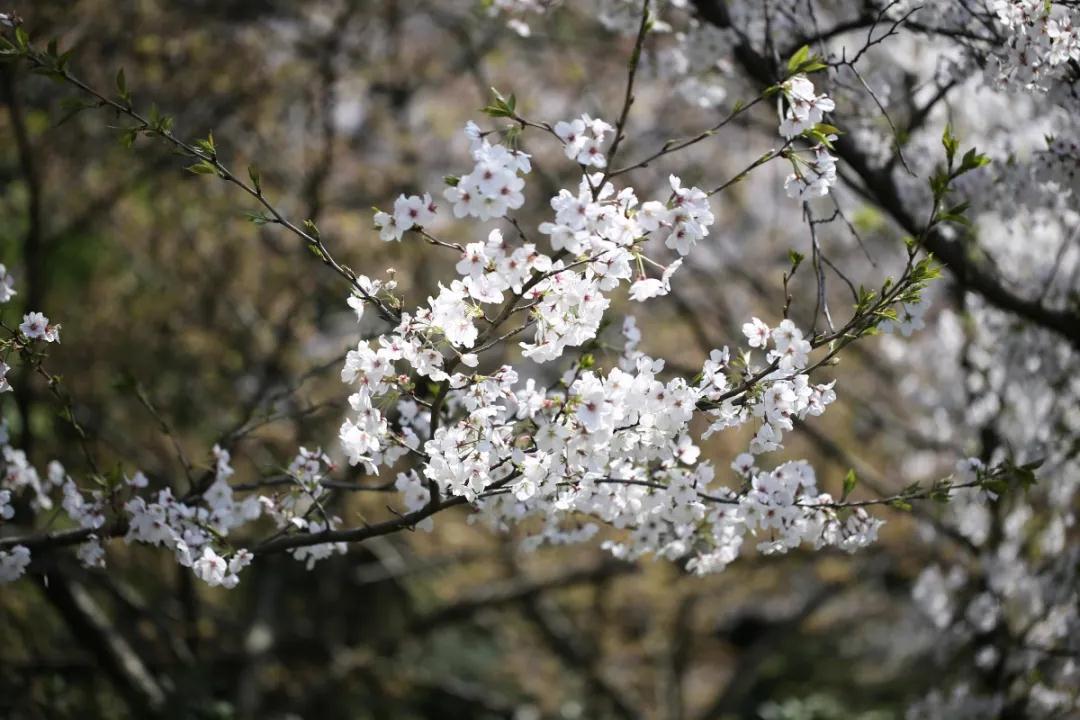 陌上花开，满枝馥郁，愿与你共赴春风之约