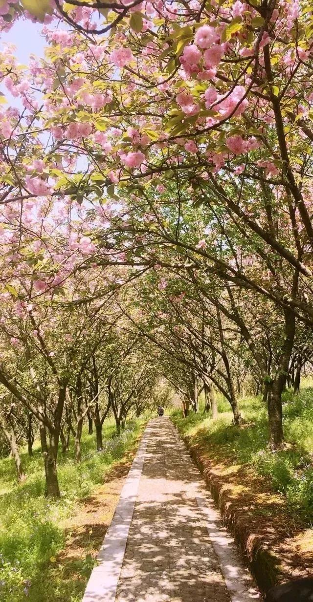 陌上花开，满枝馥郁，愿与你共赴春风之约