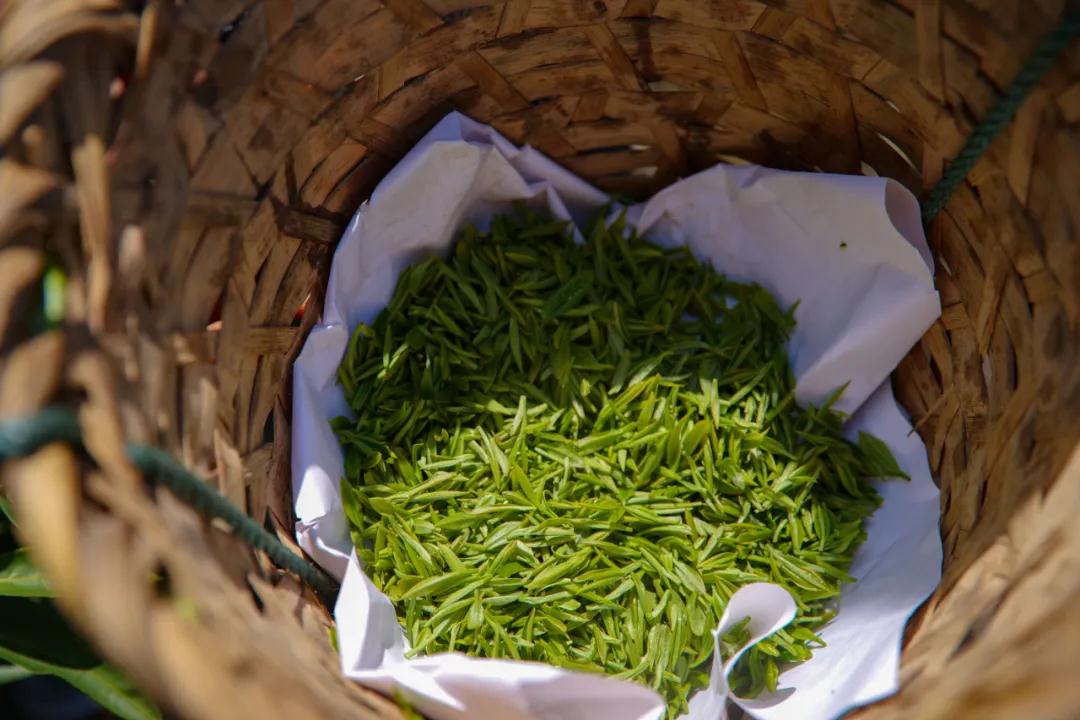 寻味碧螺 | 一杯碧螺春，茶香醉春光！