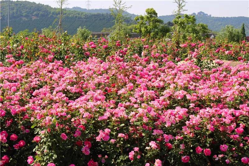 月季长花苞正当时，准备来张桥月季花主题公园一睹芳容吧！