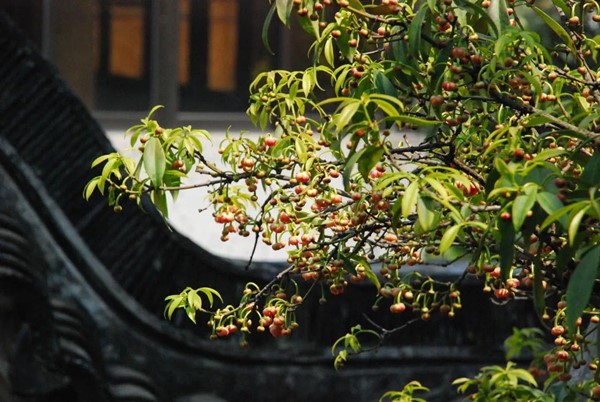 东山雕花楼孤本古树“孩儿莲”花意渐浓