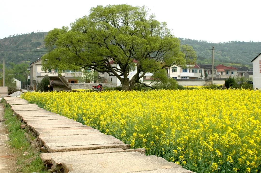 周末有事做 | 古村千年，风貌如旧。走，去续一场时空之约