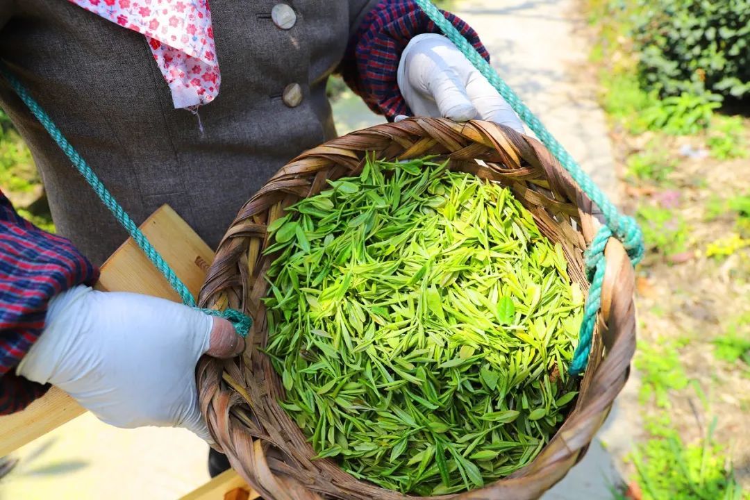 听说春日出行，画风是这样的