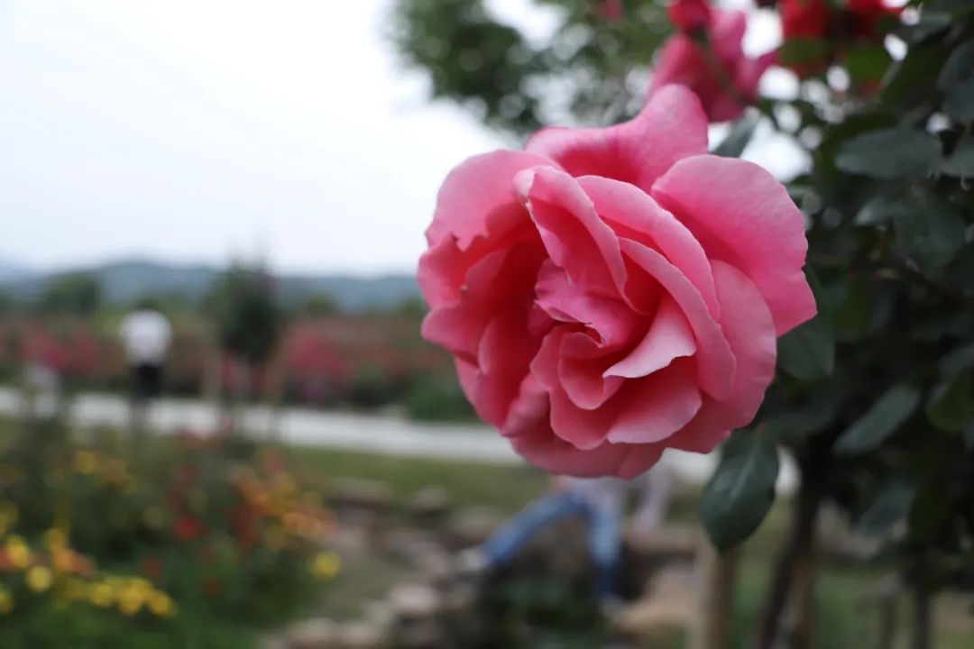 还没来？错过等一年！