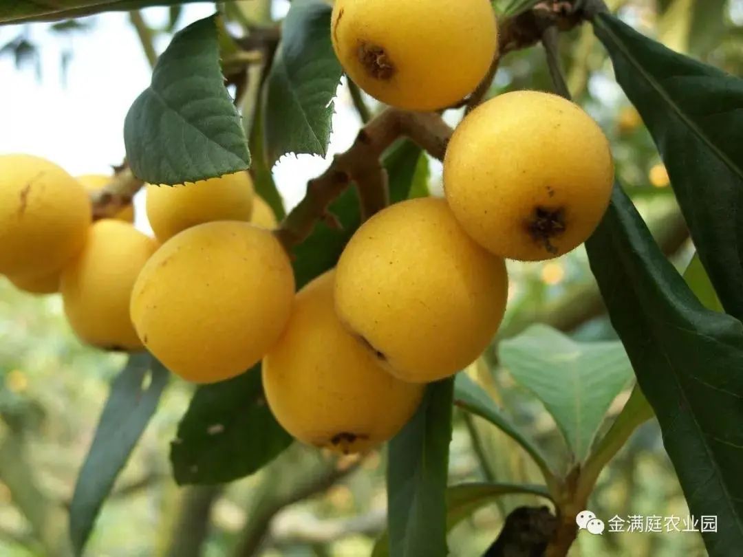 到苏州人的“小垦丁” ，做一回归乡的小农民