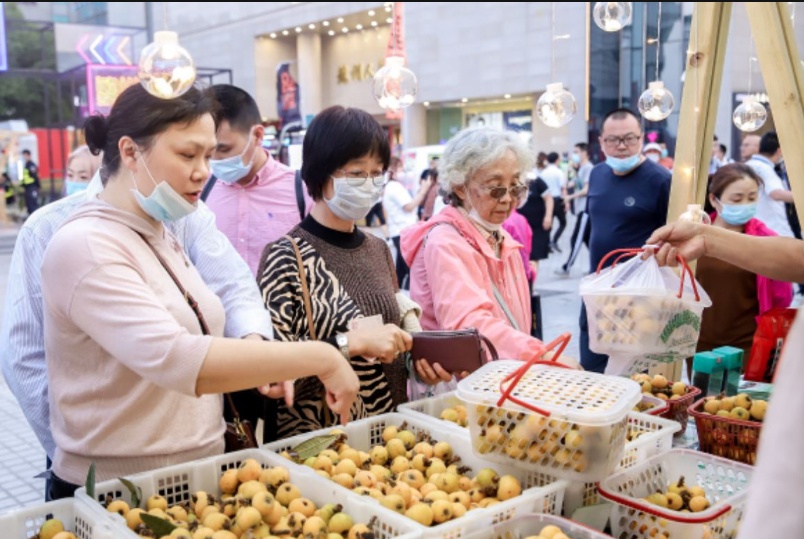 太湖时令枇杷采摘季，你想要的都在这里！