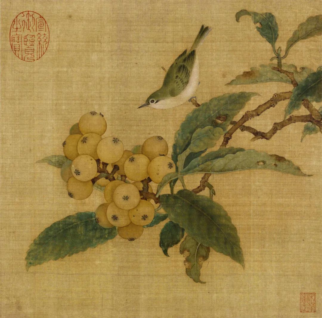 周末有事做丨五月天，枇杷甜！