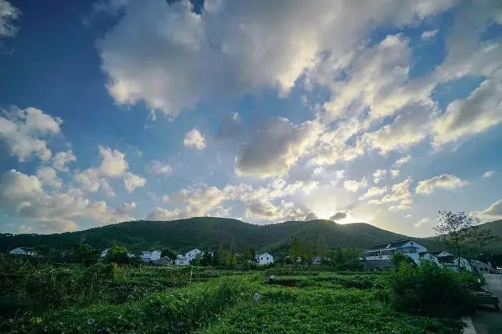 来旺山西坞学制茶，倾听九龙潭潺潺水声