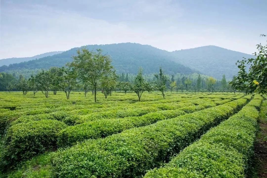 来旺山西坞学制茶，倾听九龙潭潺潺水声