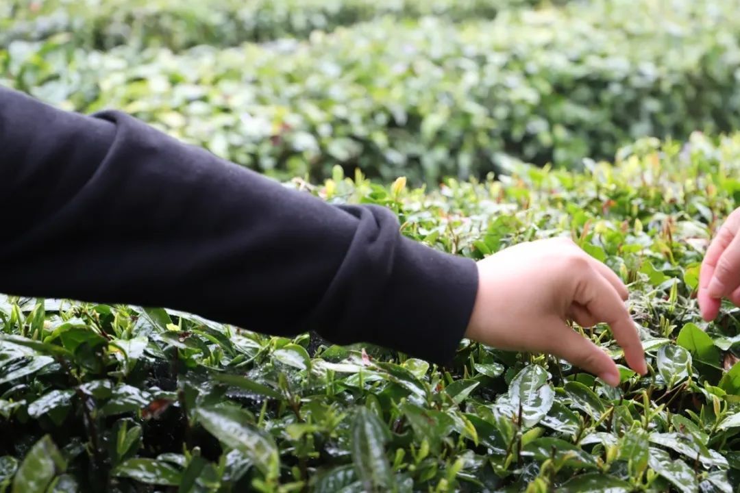 来旺山西坞学制茶，倾听九龙潭潺潺水声