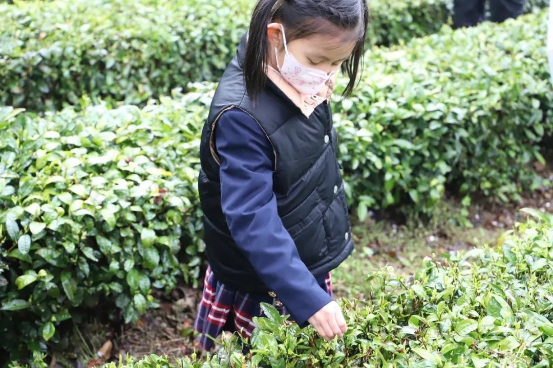 来旺山西坞学制茶，倾听九龙潭潺潺水声