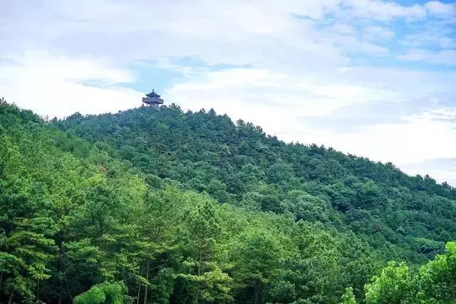 来旺山西坞学制茶，倾听九龙潭潺潺水声