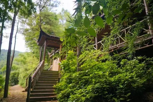 来旺山西坞学制茶，倾听九龙潭潺潺水声