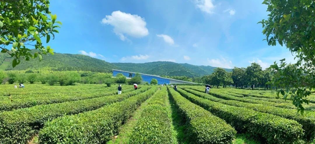 活动回顾丨在旺山遇见夏日的美好！