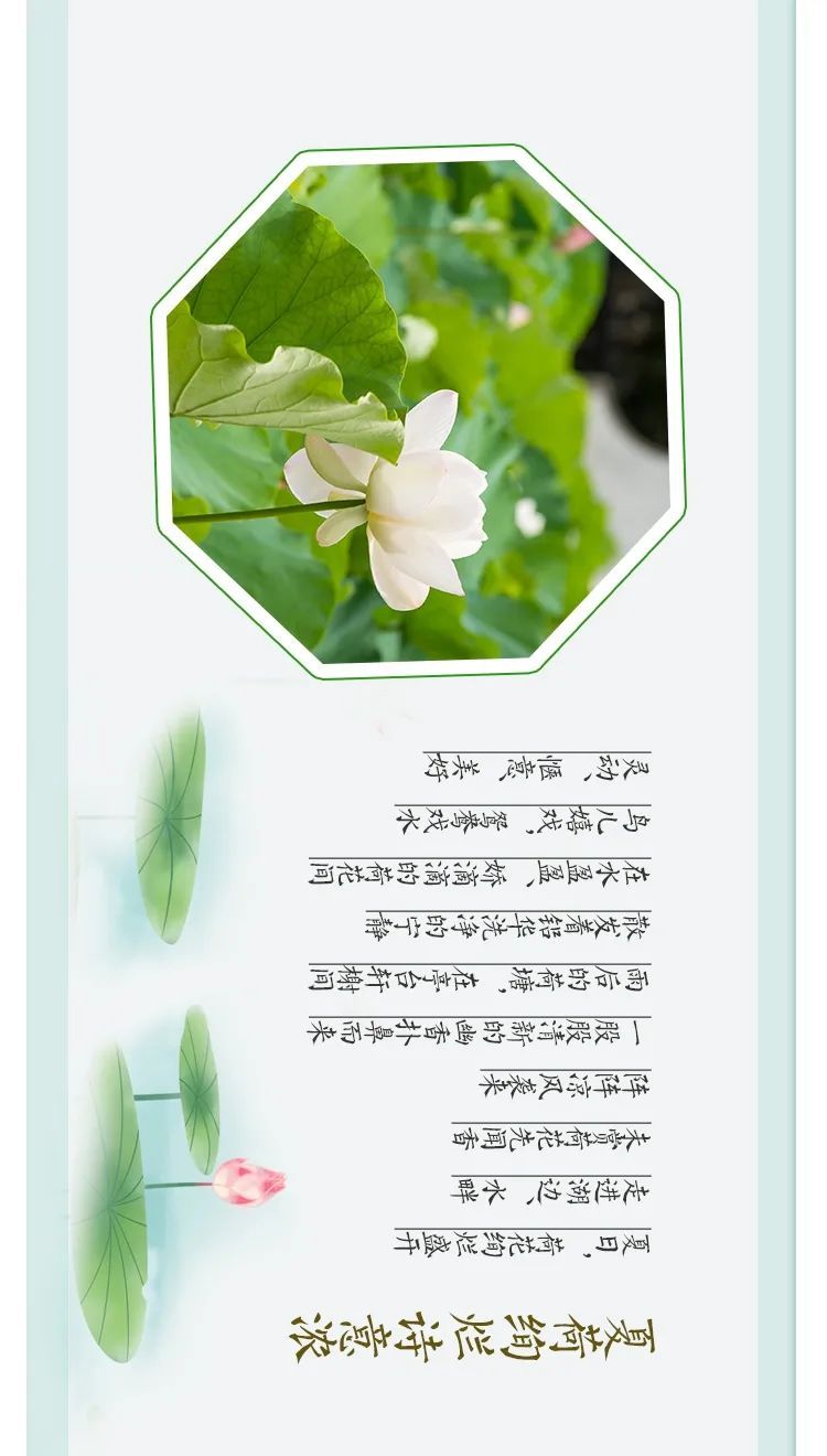 这，才是吴中夏天的样子！