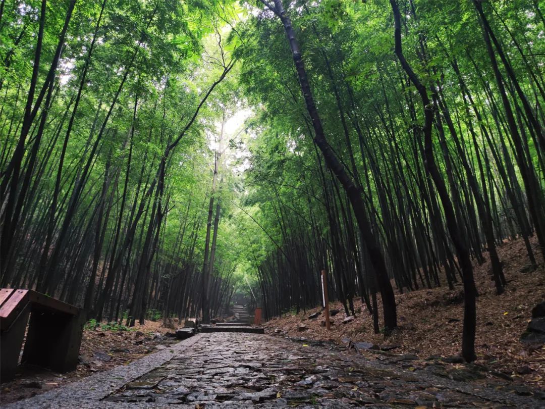 空山新雨后，灵动在山间