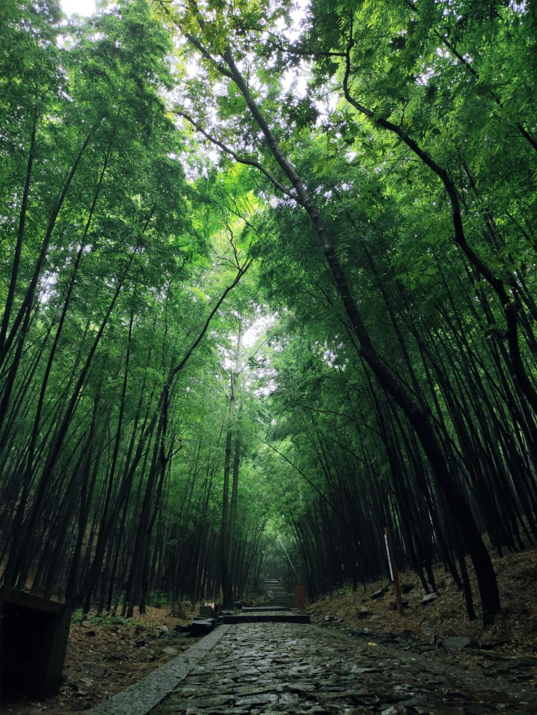 空山新雨后，灵动在山间